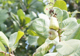 Cashew nuts growing on tree