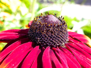 Kokardenblumen