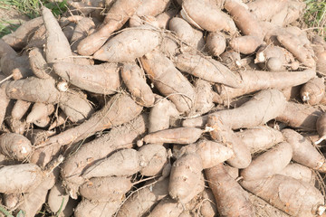 cassava or manioc plantation and harvest in eastern of Thailand