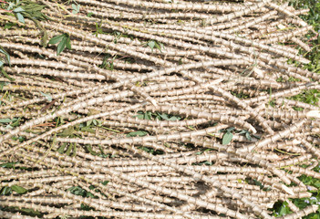  cassava or manioc plantation and harvest in eastern of Thailand