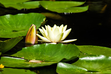 Blüte und Blätter einer Seerose auf einem See
