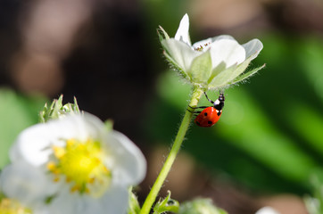 Ladybug climbing on spring flower, macro
