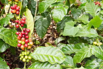 Coffee beans ripening on tree