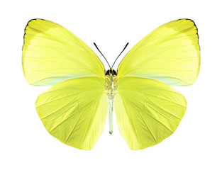 Butterfly Gandaca harina (male) (underside)