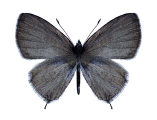 Fototapeta na wymiar Butterfly Prosotas nora (male)