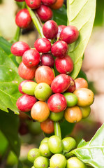 Coffee beans ripening on tree