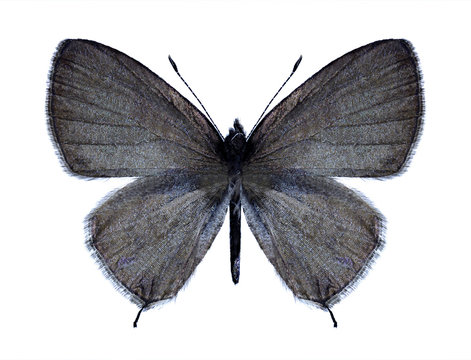 Butterfly Prosotas nora (male)