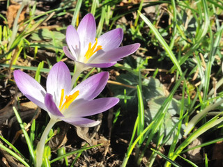 Fototapeta premium Krokus