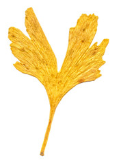 Fototapeta premium Ginkgo