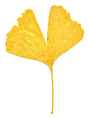 Ginkgo