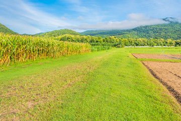Fototapeta na wymiar image of corn field and sky in background.