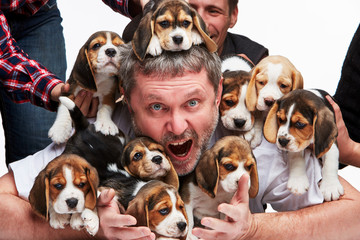 The man and big group of a beagle puppies