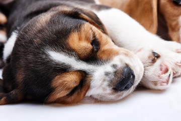 Beagle Puppy, lying in front of white background