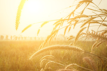 Views of the countryside and rice fields and light morning.