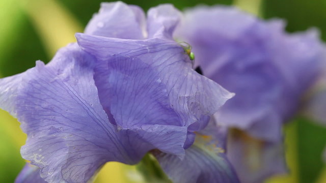 Purple bearded iris in bloom and a green spider