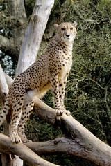 Cheetah