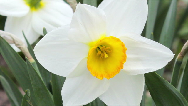 daffodil flower close-up