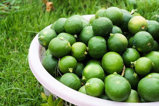 fresh lime in basket on the grass ground