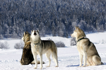 Fototapeta na wymiar Portrait Of Siberian Husky Sled Dog