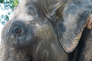 Close up of an Asian elephant