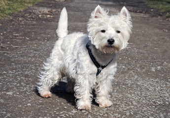 West Highland White Terrier