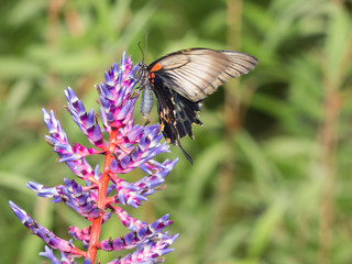Exotic swallowtail butterfly