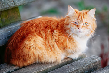 Red Cat Sitting On Old Wooden Bench In Park