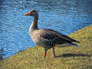 Graugans am Seeufer