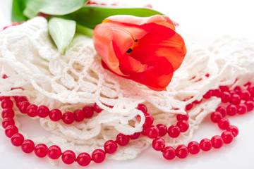 red tulips on white background