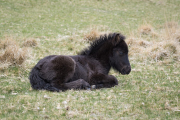 Wild Dartmoor Pony Foal
