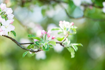 Blossom apple tree in the garden in spring time