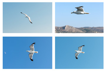 collage seagull