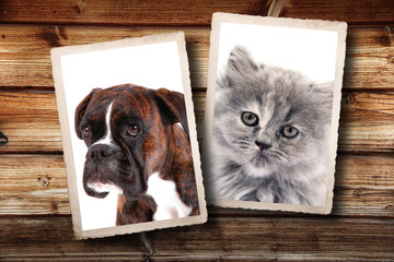 fotografie vintage di cane e gatto