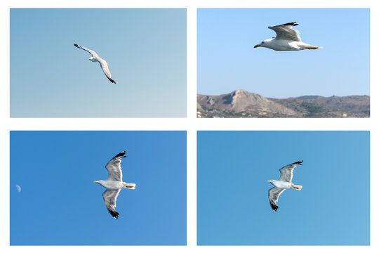 collage seagull