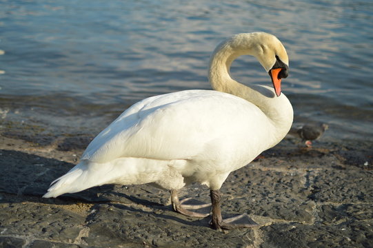 Portrait of Mute Majestic Swan