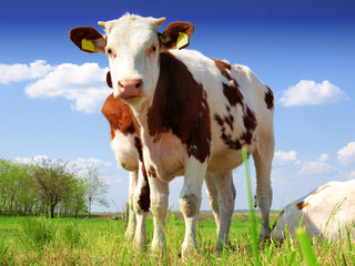 Fototapeta na wymiar The calf on a summer pasture