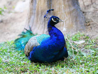 Obraz premium The peacock on a green grass