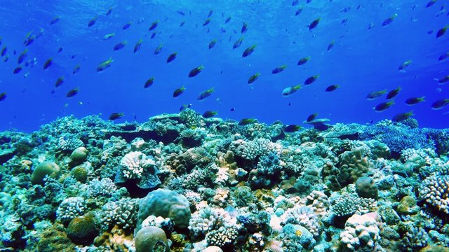 Underwater scene. Coral reef colorful fish groups.