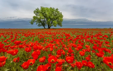  lonely tree in a poppy field © Alexandr Vlassyuk
