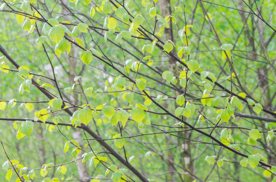 spring birch  leaves