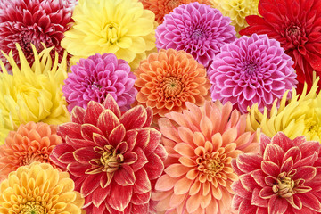 Different types of dahlias. Colorful floral summer background