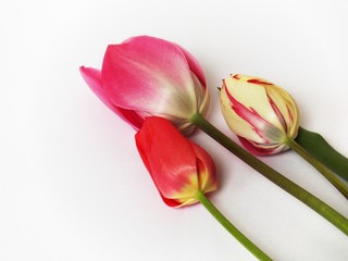Tulips