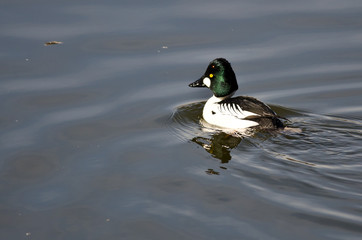 Male Common Goldeneye Swimming in the Lake