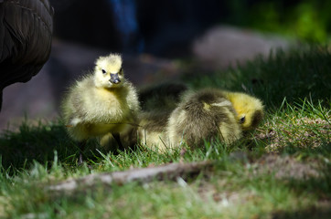Newborn Gosling Walking in the Green Grass Beside Mom