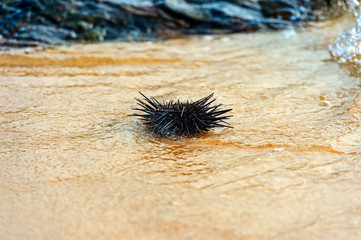 A sea urchin in a rock pool.