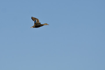 Female Mallard Duck Flying in a Blue Sky