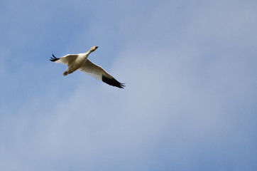 Fototapeta na wymiar Lone Snow Goose Flying in a Cloudy Sky