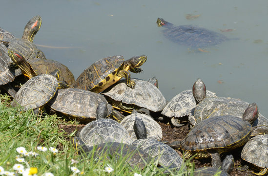 family of exotic water turtles