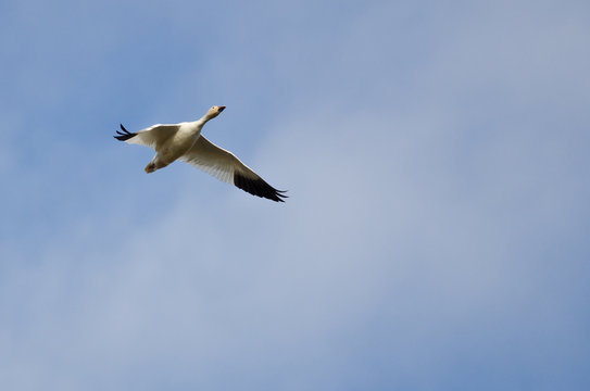 Lone Snow Goose Flying in a Cloudy Sky