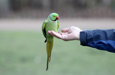 Fototapeta premium Ring-necked parakeet, Psittacula krameri